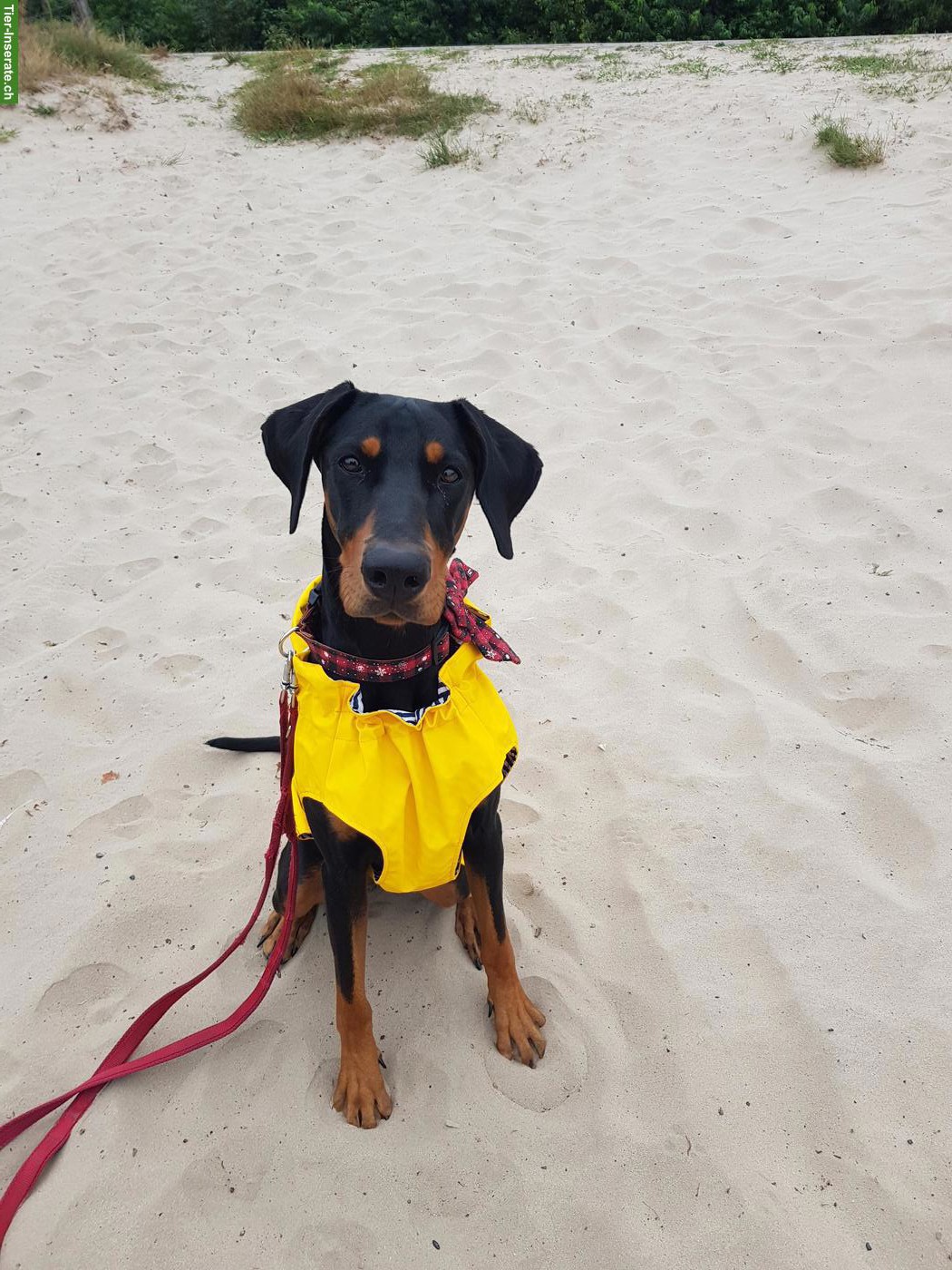 Bild 6: 1.5-jährige Dobermann Hündin