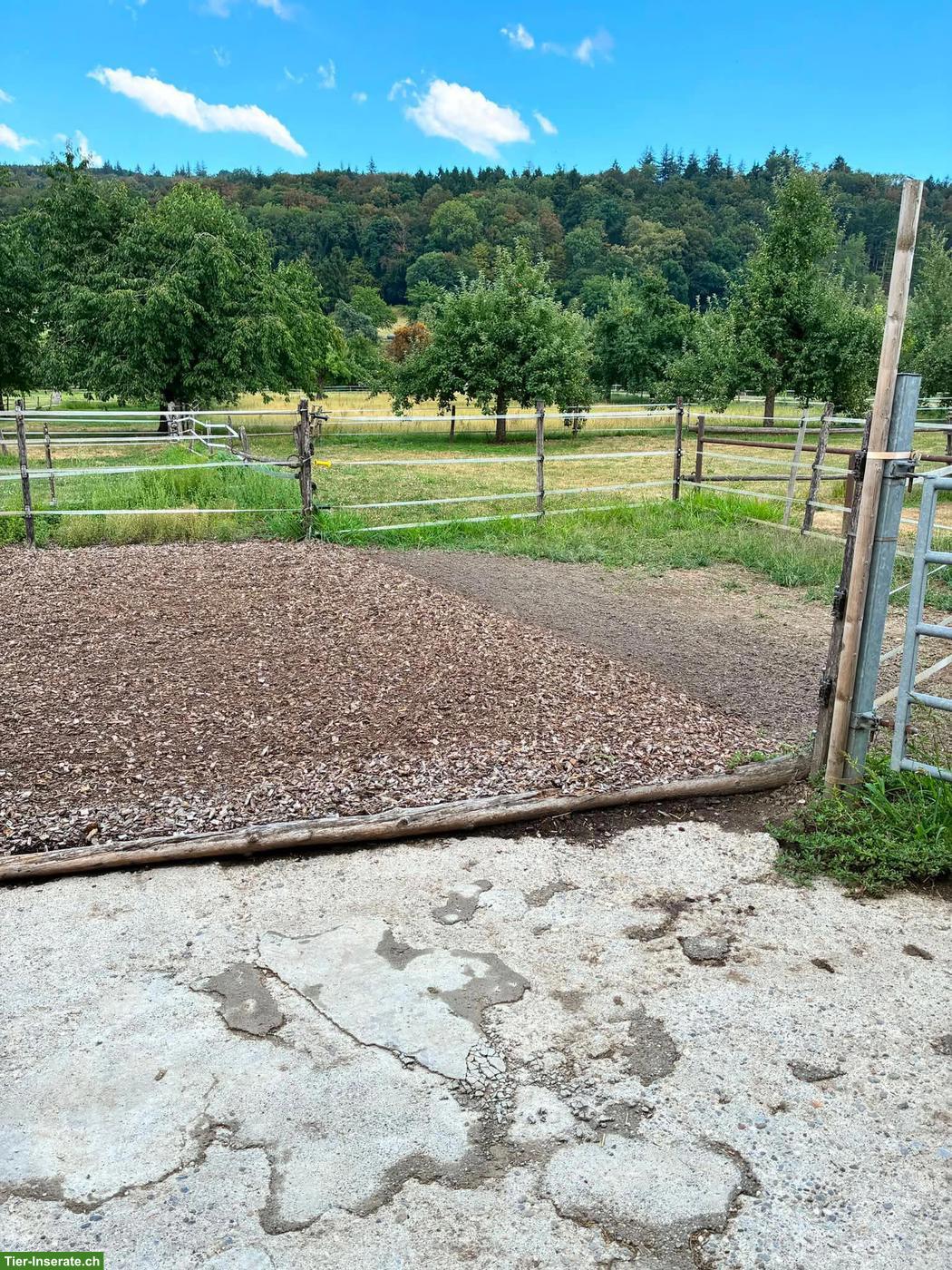 2 grosse Auslaufboxen mit Weideanschluss in Kappel SO