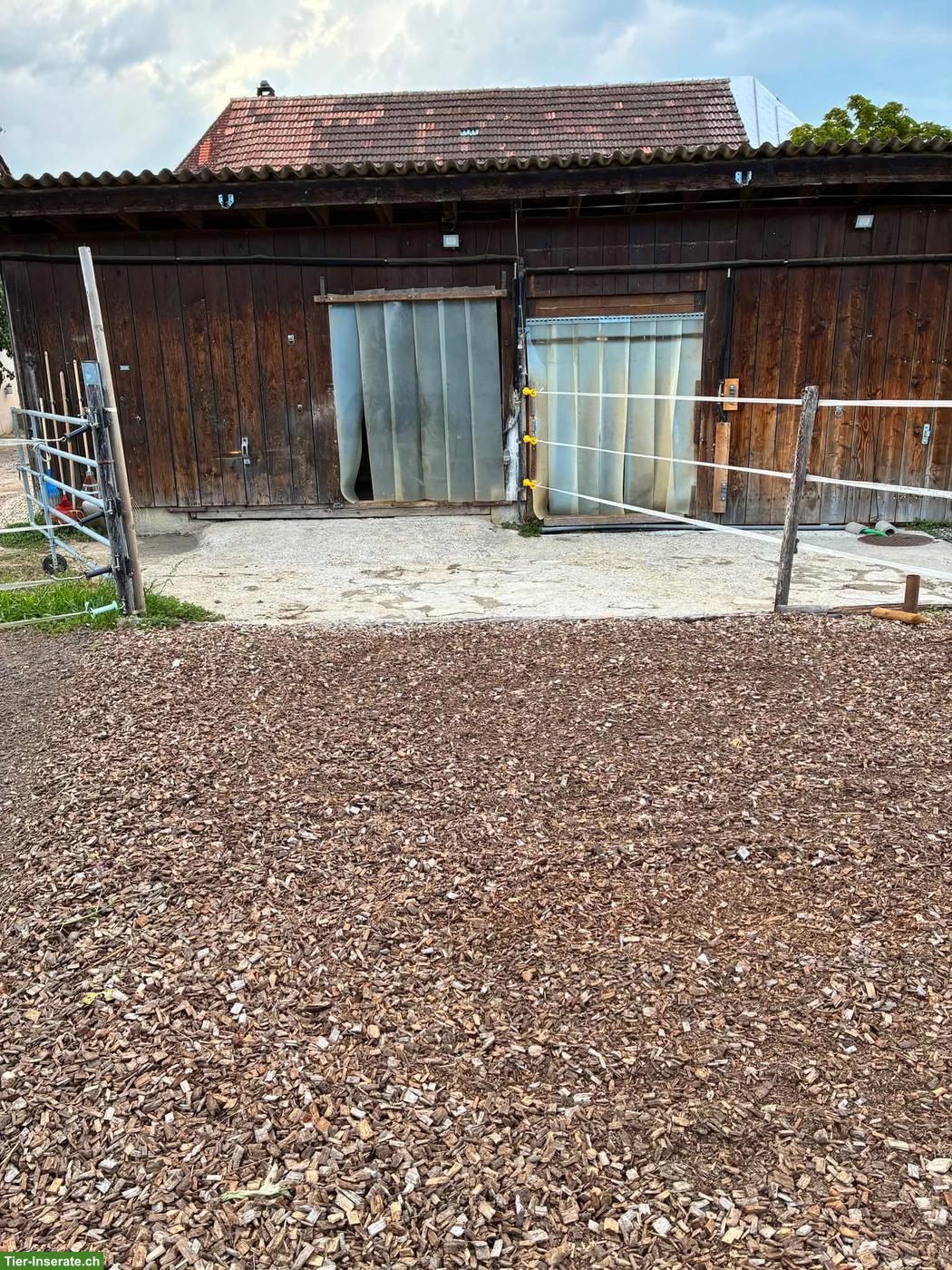 Bild 3: 2 grosse Auslaufboxen mit Weideanschluss in Kappel SO
