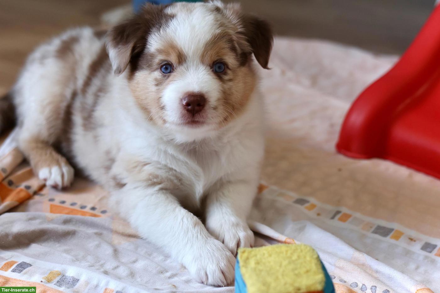 Miniature American Shepherd LIORA sucht ihren Menschen 🤍