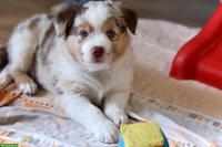 Miniature American Shepherd LIORA sucht ihren Menschen 🤍