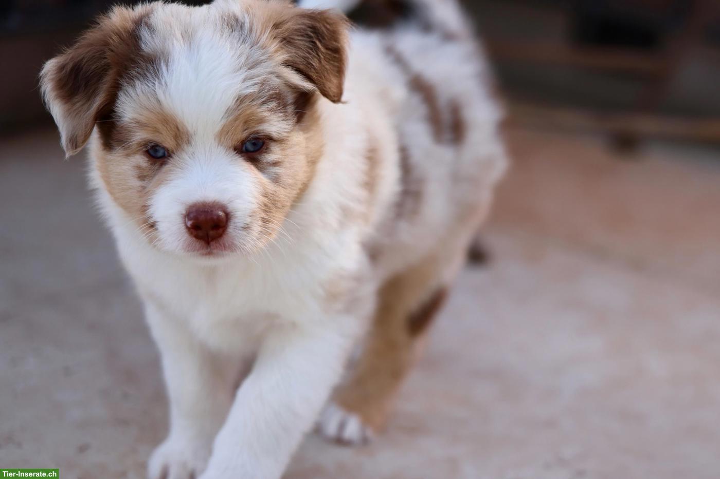 Bild 3: Miniature American Shepherd LIORA sucht ihren Menschen 🤍