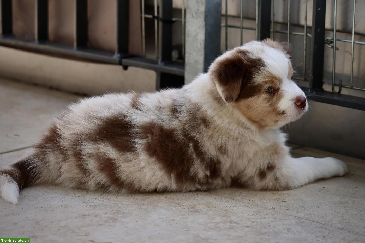 Bild 4: Miniature American Shepherd LIORA sucht ihren Menschen 🤍