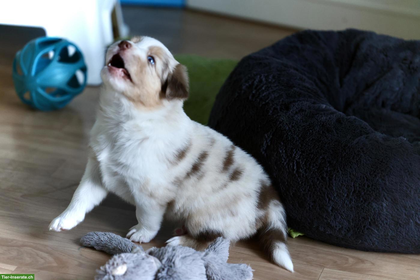 Bild 5: Miniature American Shepherd LIORA sucht ihren Menschen 🤍
