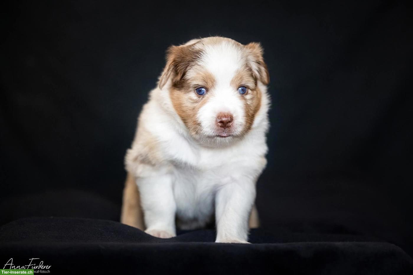 Bild 6: Miniature American Shepherd LIORA sucht ihren Menschen 🤍