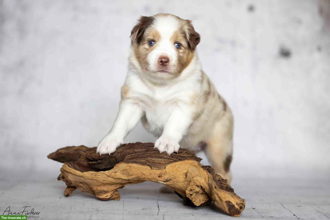 Bild 7: Miniature American Shepherd LIORA sucht ihren Menschen 🤍