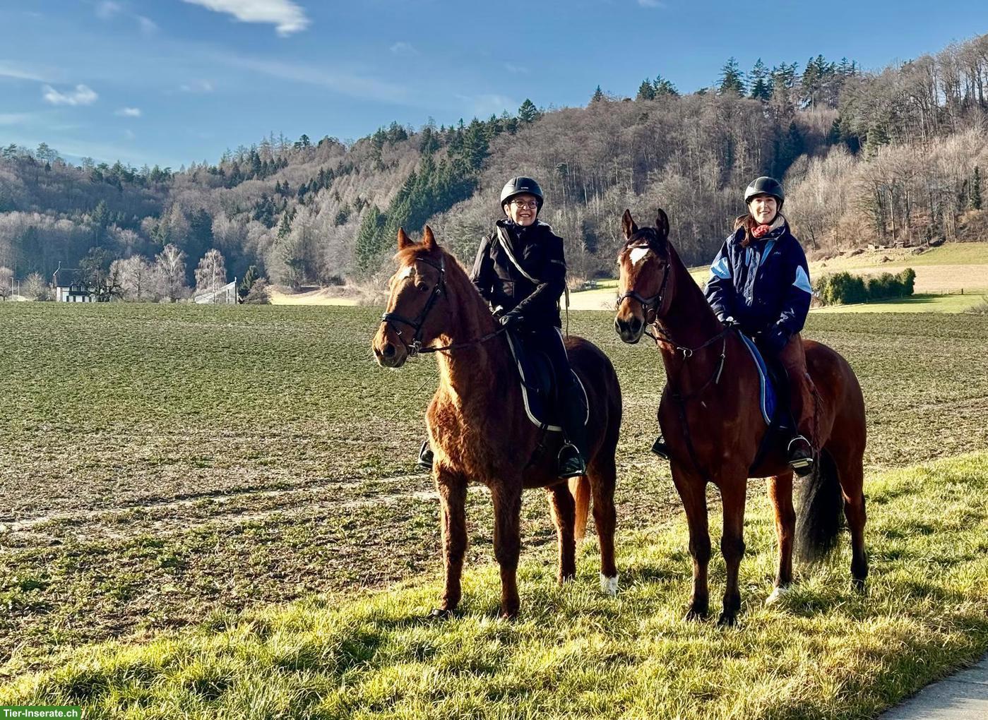Bild 2: Grosspferd mit 4 Gängen/Tölt in Tschugg BE