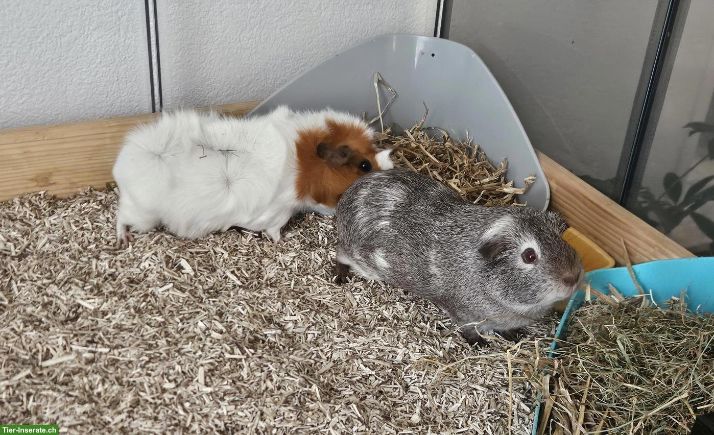 3 Meerschweinchen abzugeben an liebes Zuhause