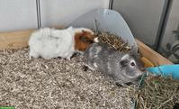 3 Meerschweinchen abzugeben an liebes Zuhause