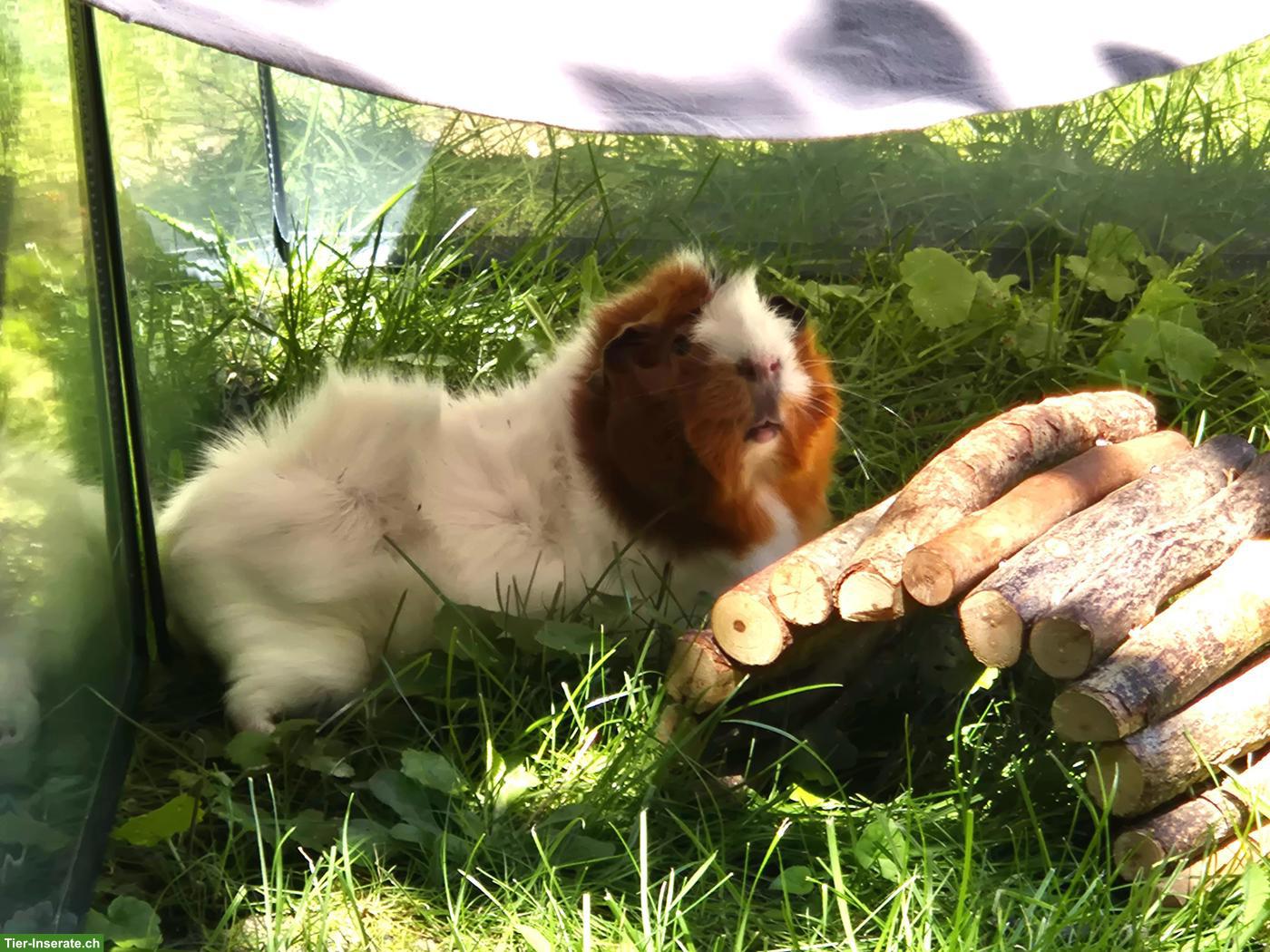 Bild 2: 3 Meerschweinchen abzugeben an liebes Zuhause