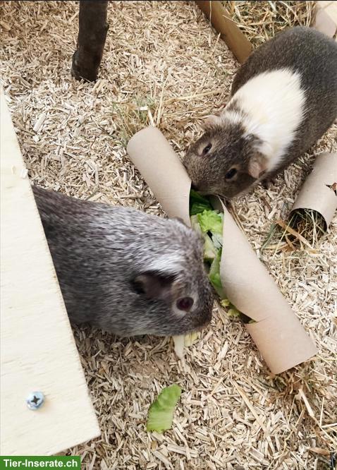 Bild 3: 3 Meerschweinchen abzugeben an liebes Zuhause