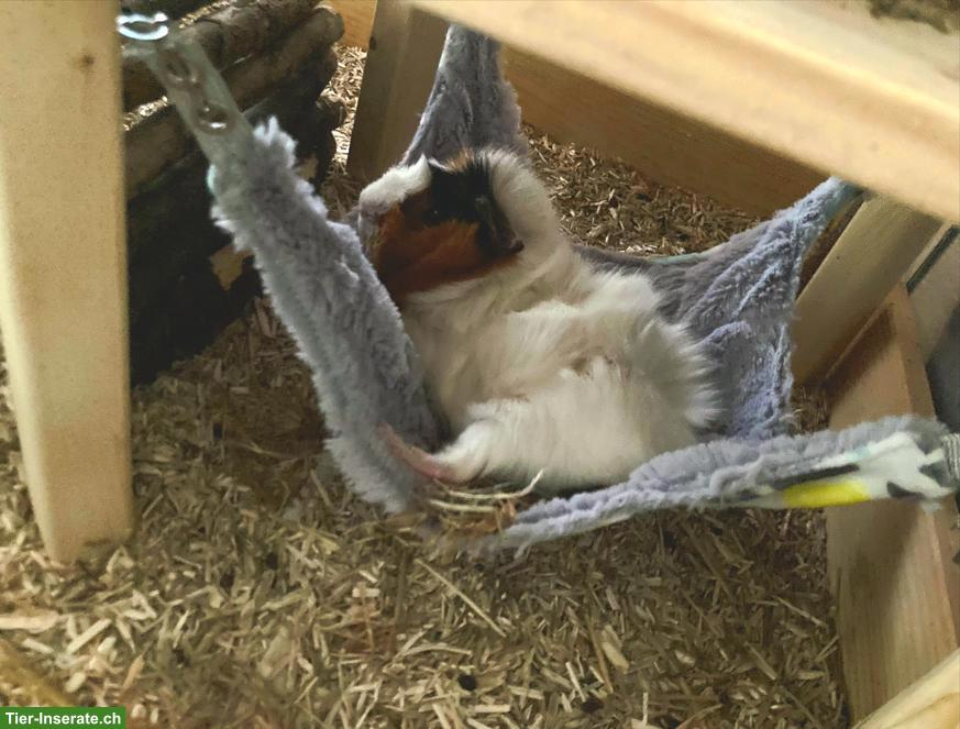 Bild 4: 3 Meerschweinchen abzugeben an liebes Zuhause
