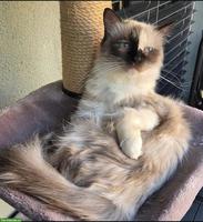 Ragdoll Katze Mini sucht ihr Für-immer-Zuhause