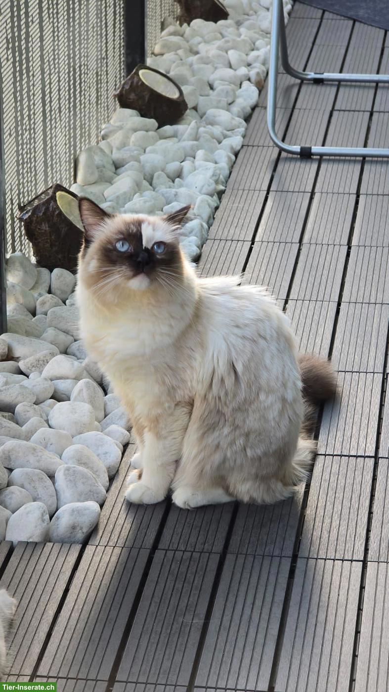 Bild 2: Ragdoll Katze Mini sucht ihr Für-immer-Zuhause