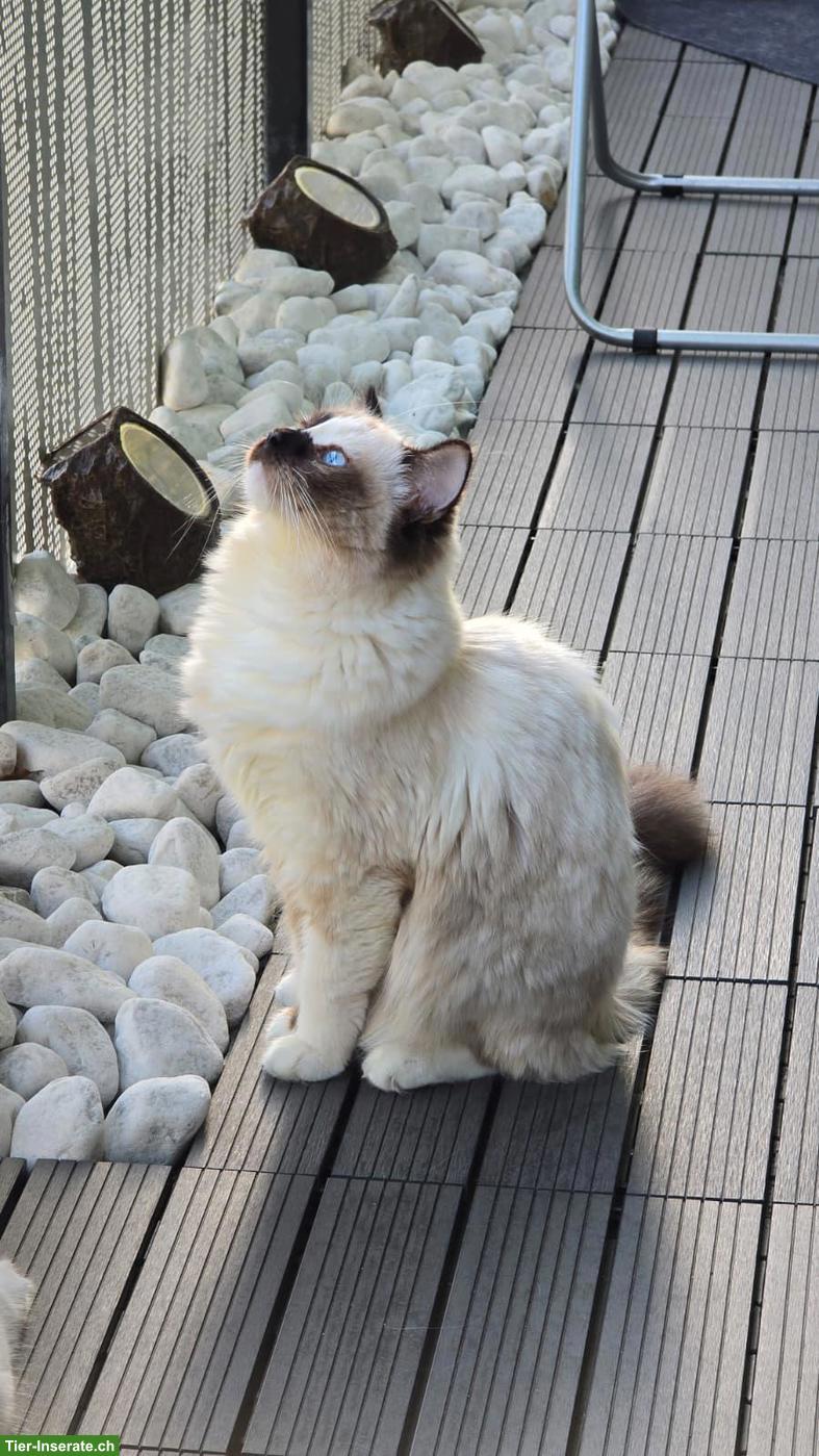 Bild 3: Ragdoll Katze Mini sucht ihr Für-immer-Zuhause