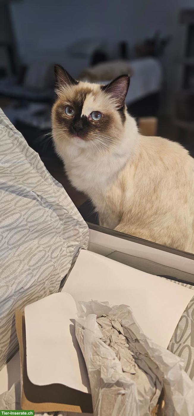 Bild 4: Ragdoll Katze Mini sucht ihr Für-immer-Zuhause