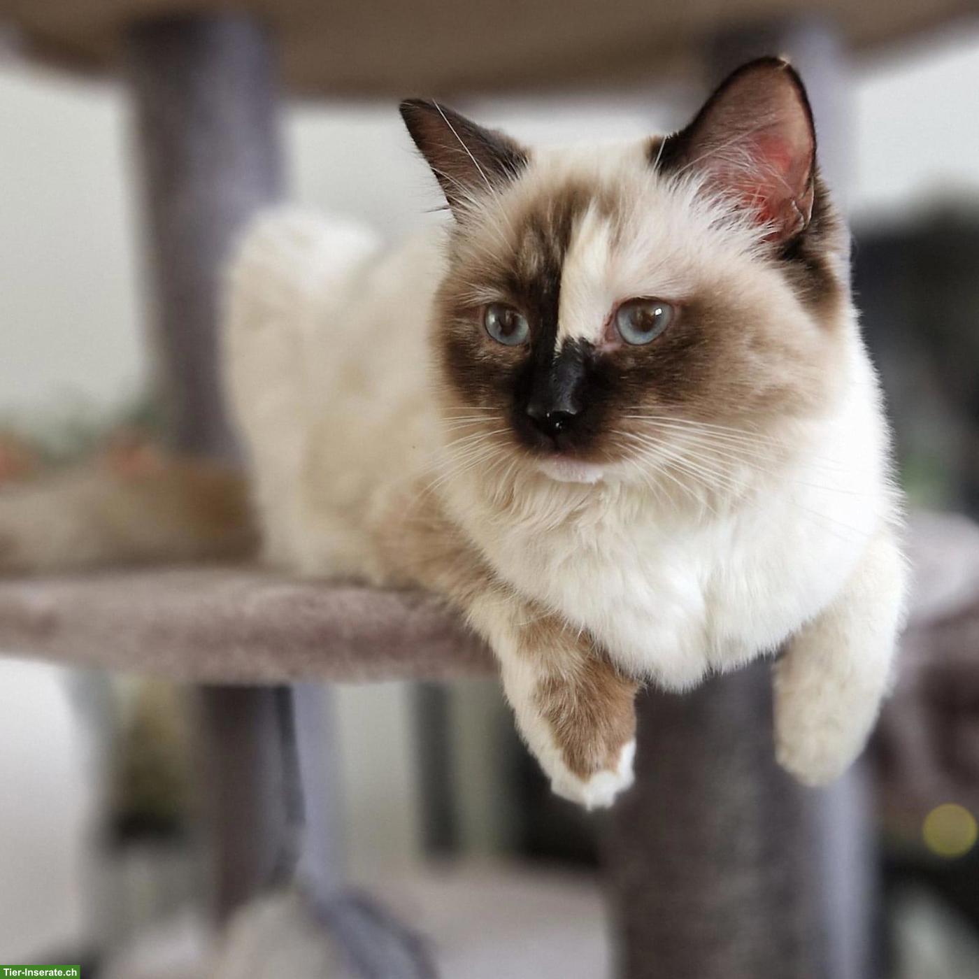 Bild 5: Ragdoll Katze Mini sucht ihr Für-immer-Zuhause