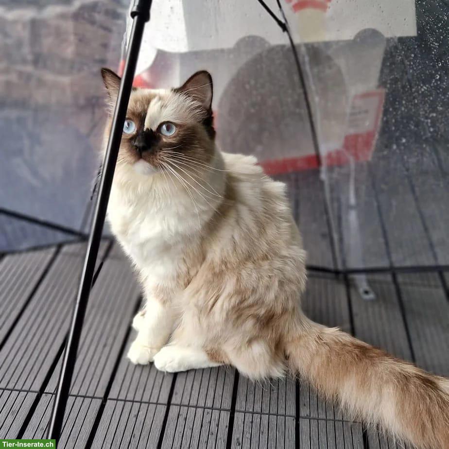 Bild 6: Ragdoll Katze Mini sucht ihr Für-immer-Zuhause