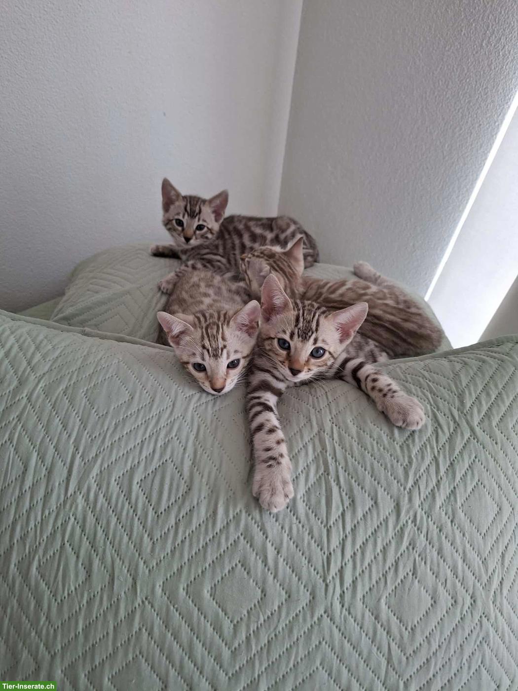 Gesunde wunderschöne Bengal Kitten aus seriöser Zucht