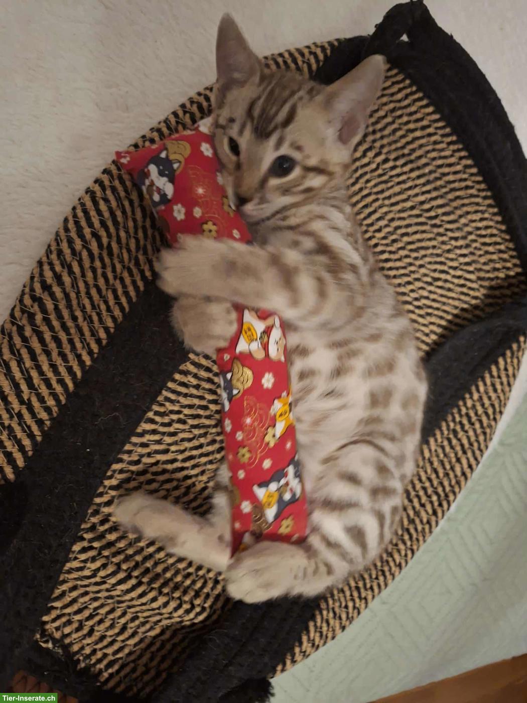 Bild 2: Gesunde wunderschöne Bengal Kitten aus seriöser Zucht