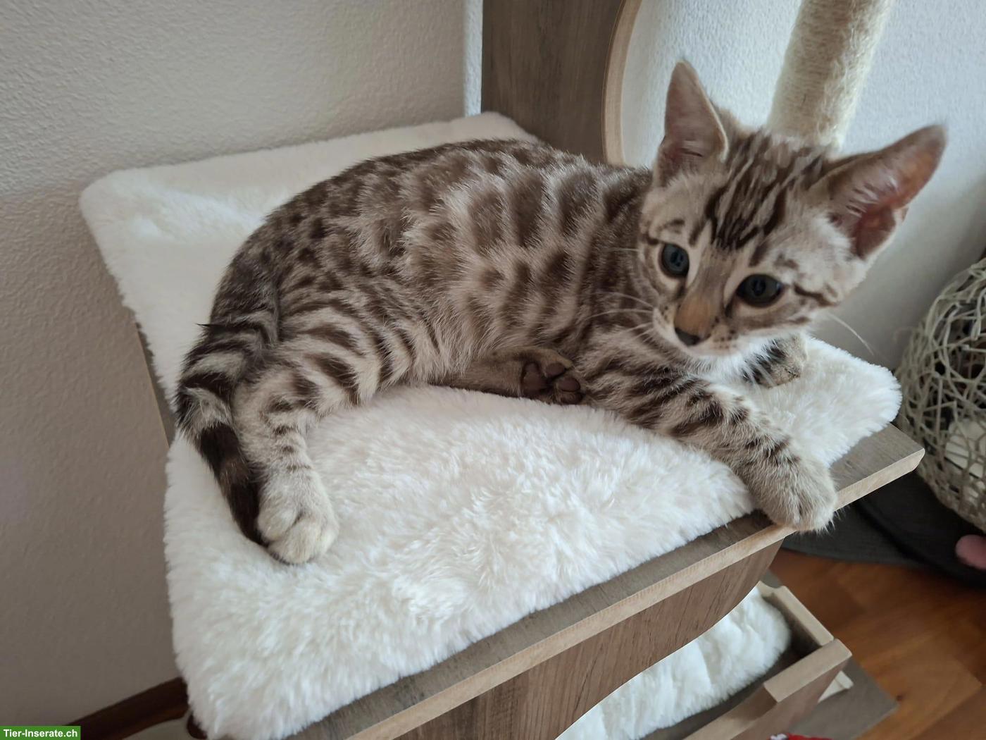 Bild 3: Gesunde wunderschöne Bengal Kitten aus seriöser Zucht