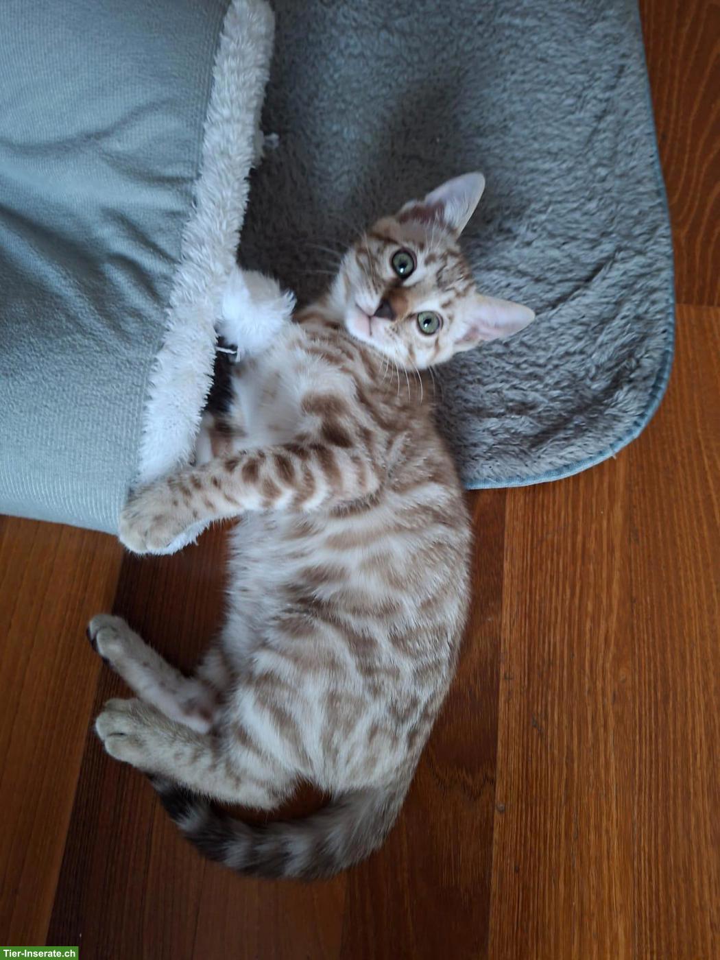 Bild 4: Gesunde wunderschöne Bengal Kitten aus seriöser Zucht