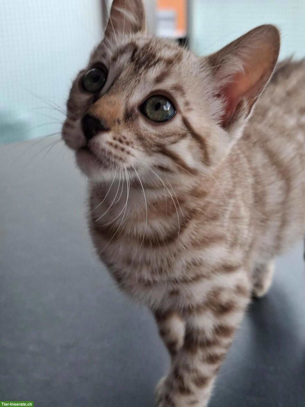 Bild 5: Gesunde wunderschöne Bengal Kitten aus seriöser Zucht