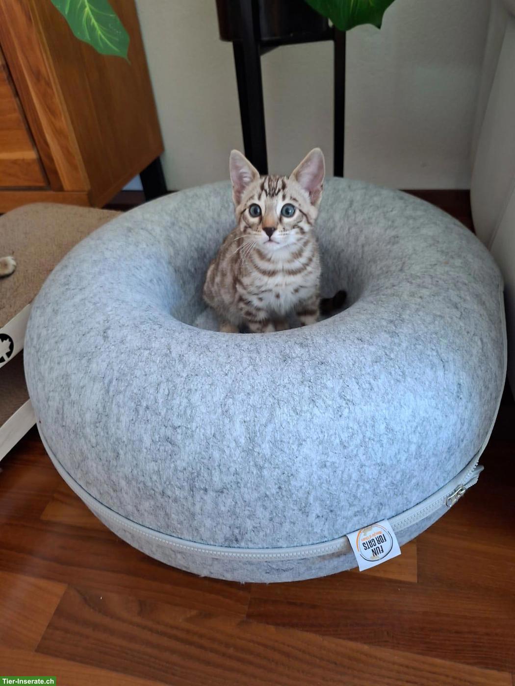 Bild 6: Gesunde wunderschöne Bengal Kitten aus seriöser Zucht