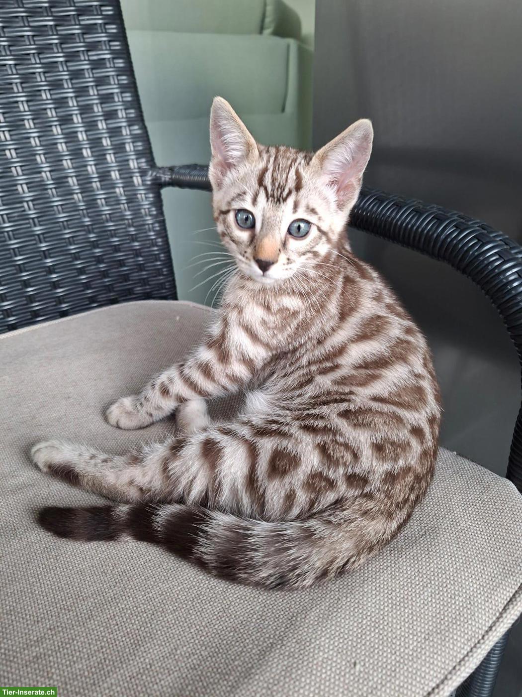 Bild 7: Gesunde wunderschöne Bengal Kitten aus seriöser Zucht