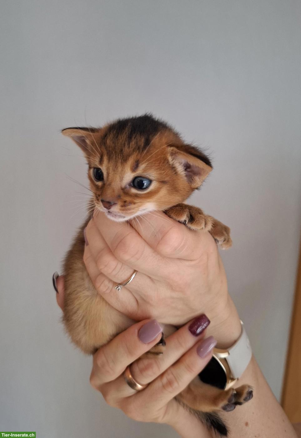 Entzückende Abessinier Kitten, Kater