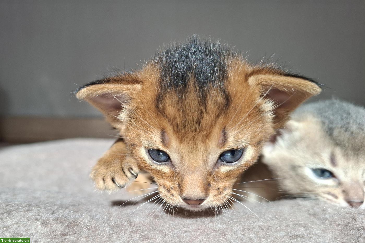 Bild 2: Entzückende Abessinier Kitten, Kater