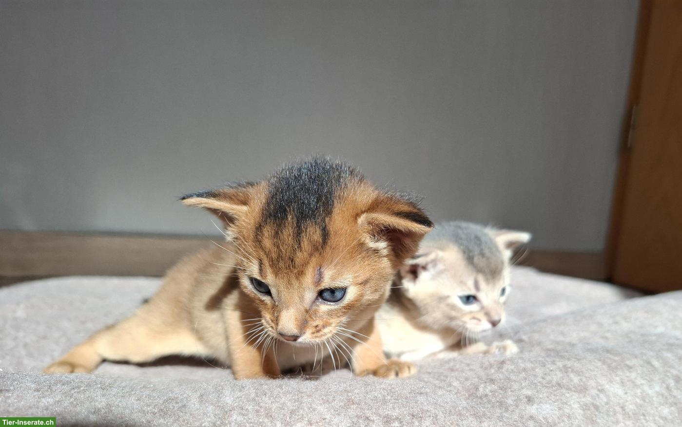 Bild 3: Entzückende Abessinier Kitten, Kater