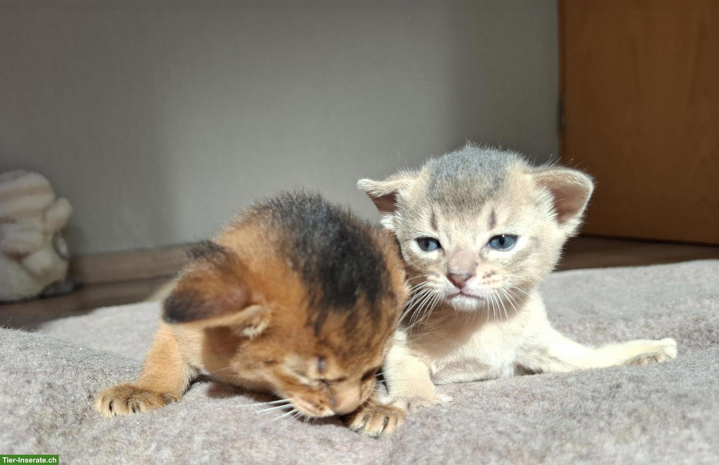 Bild 4: Entzückende Abessinier Kitten, Kater