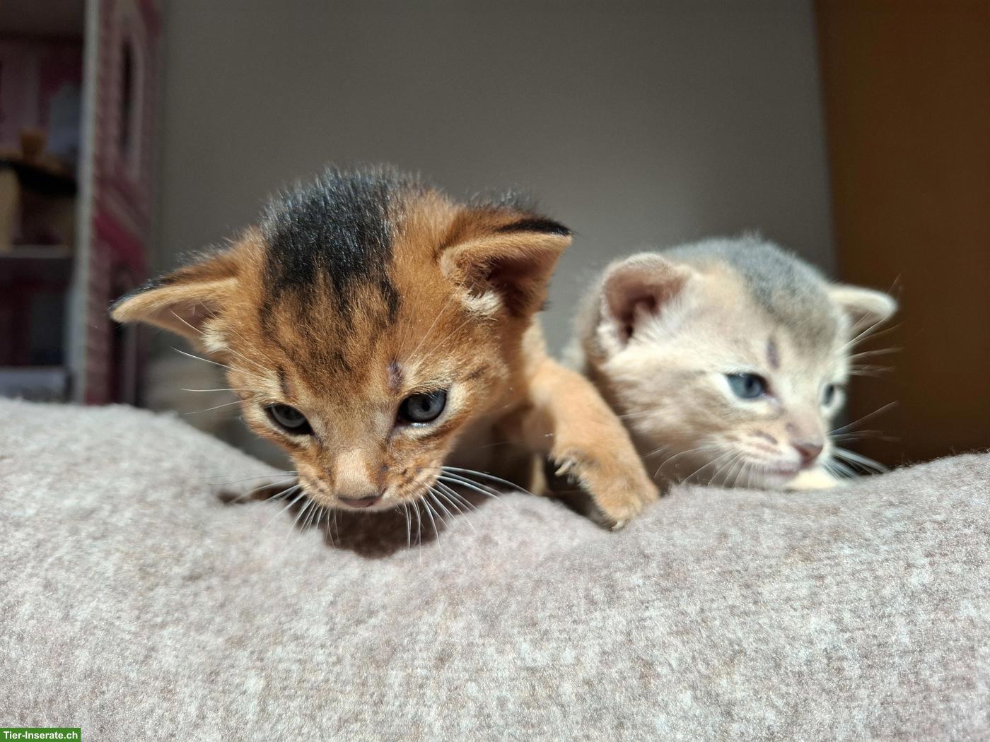 Bild 5: Entzückende Abessinier Kitten, Kater