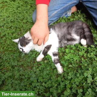 Bild 2: Junges Bauernhof Büsi (Kater) zu verkaufen