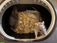 3 süsse Ratten Weibchen suchen Zuhause
