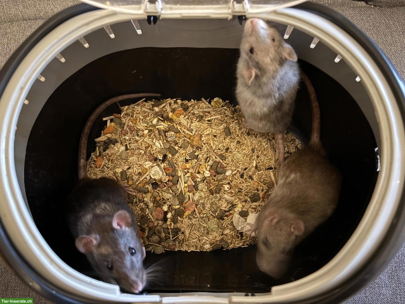 Bild 2: 3 süsse Ratten Weibchen suchen Zuhause
