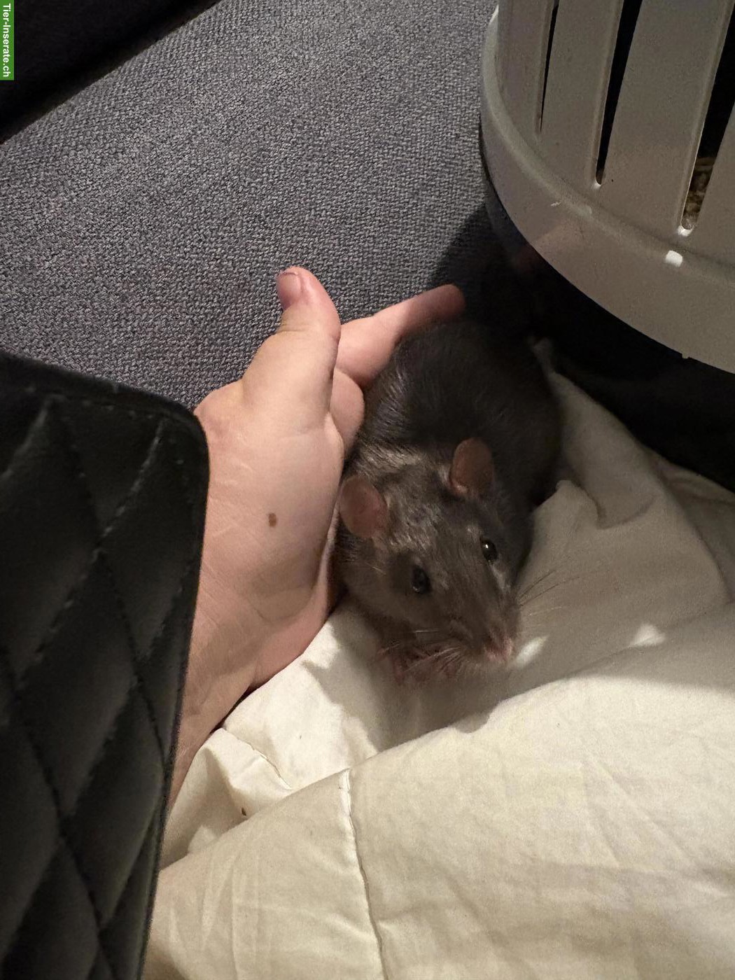 Bild 3: 3 süsse Ratten Weibchen suchen Zuhause