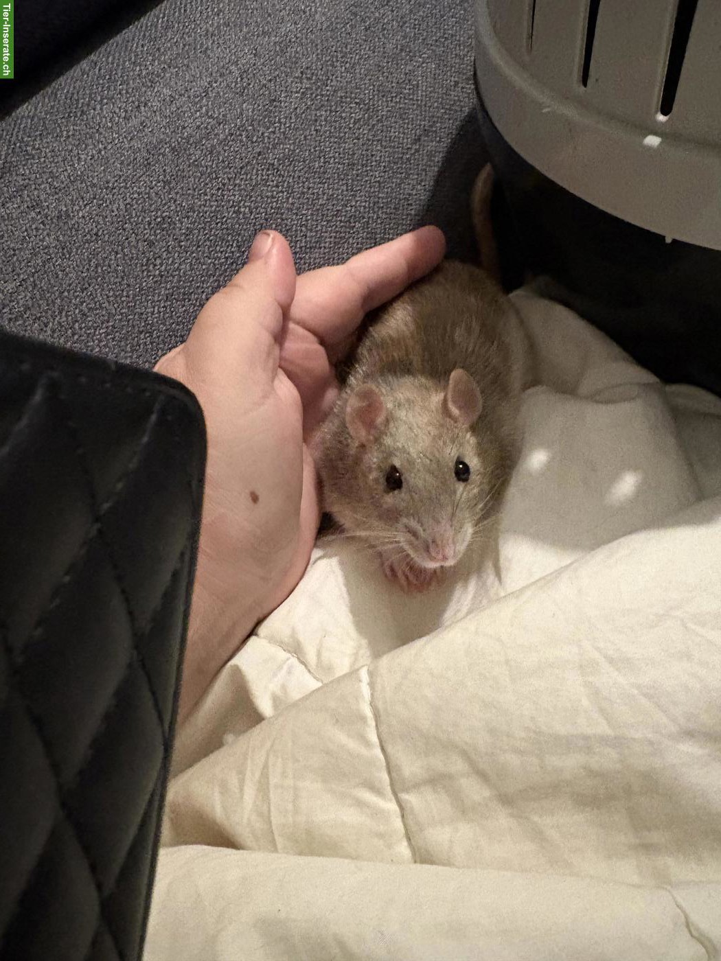 Bild 4: 3 süsse Ratten Weibchen suchen Zuhause