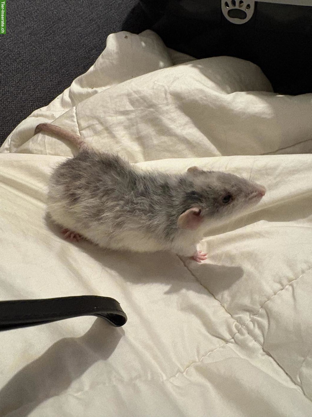 Bild 5: 3 süsse Ratten Weibchen suchen Zuhause