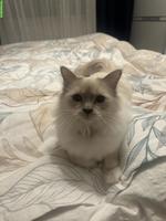 Wunderschöne Heilige Birma Katze, weiblich, 3-jährig