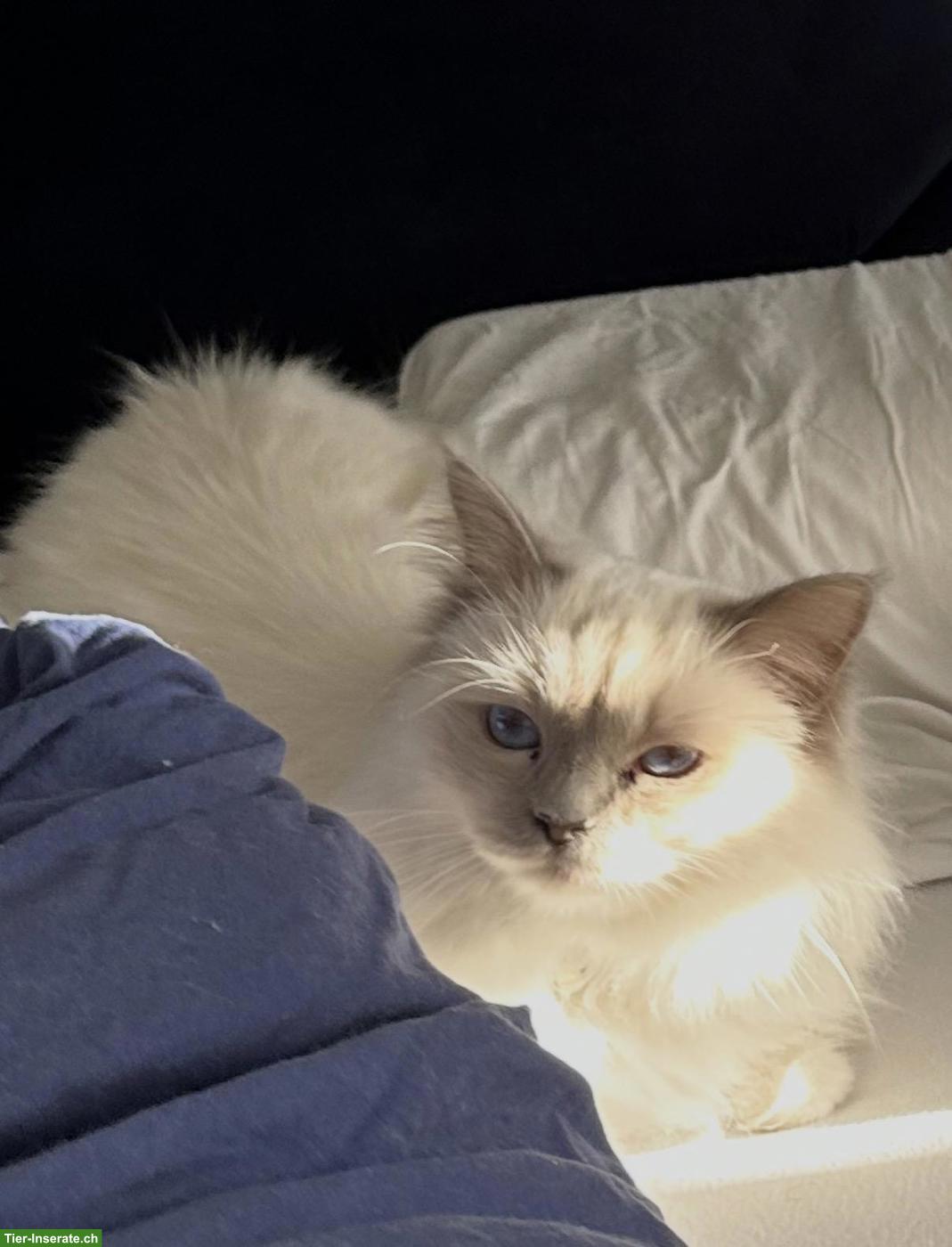 Bild 2: Wunderschöne Heilige Birma Katze, weiblich, 3-jährig