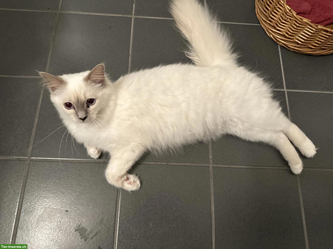 Bild 3: Wunderschöne Heilige Birma Katze, weiblich, 3-jährig
