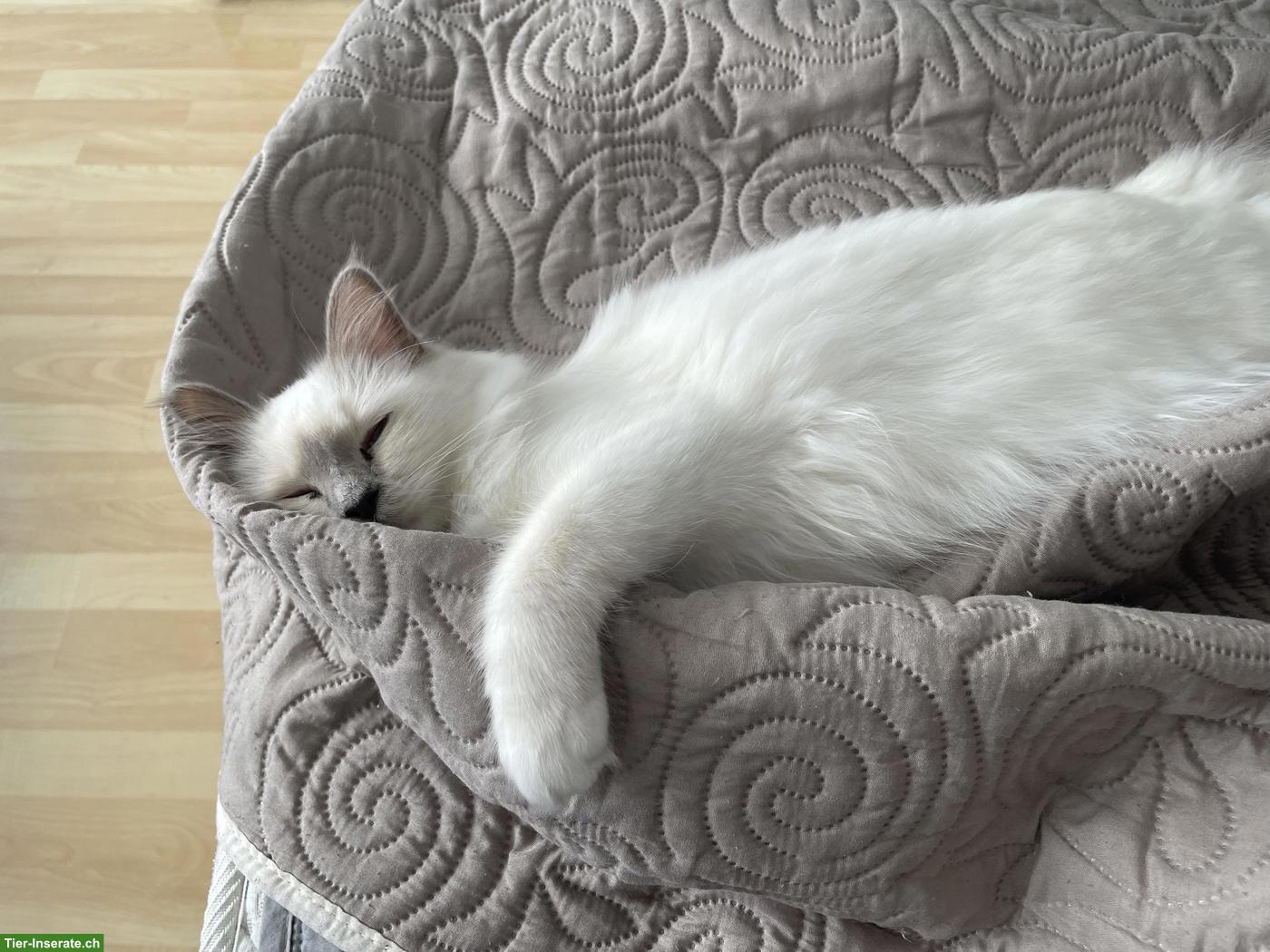 Bild 4: Wunderschöne Heilige Birma Katze, weiblich, 3-jährig