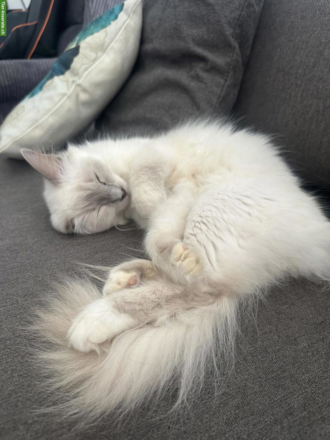 Bild 5: Wunderschöne Heilige Birma Katze, weiblich, 3-jährig