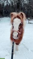 Mini Shetty ❤️ Kleiner Mann mit grossem Herz ❤️