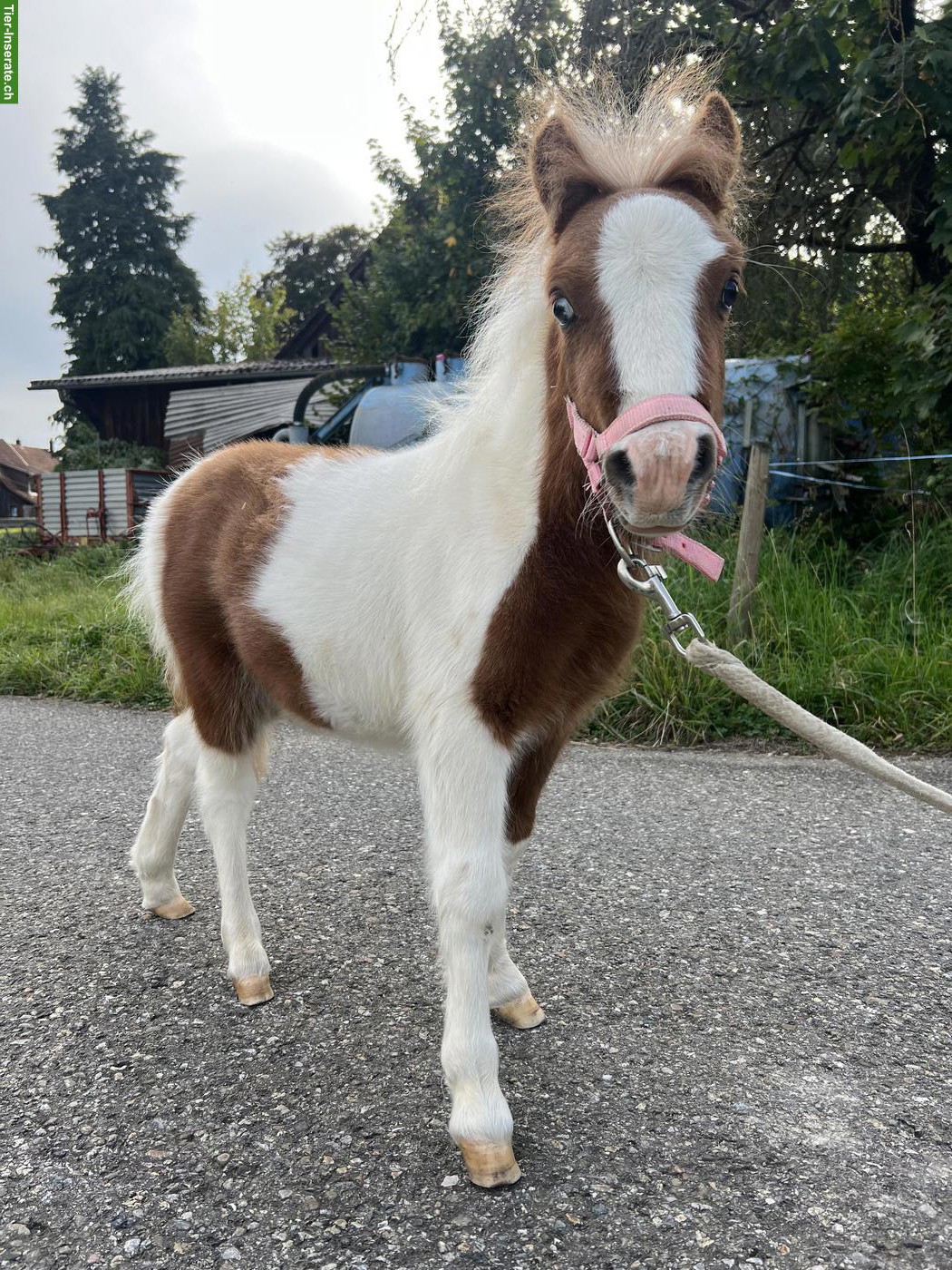 Bild 2: Mini Shetty ❤️ Kleiner Mann mit grossem Herz ❤️