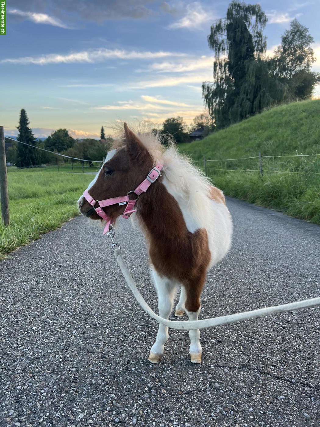 Bild 3: Mini Shetty ❤️ Kleiner Mann mit grossem Herz ❤️