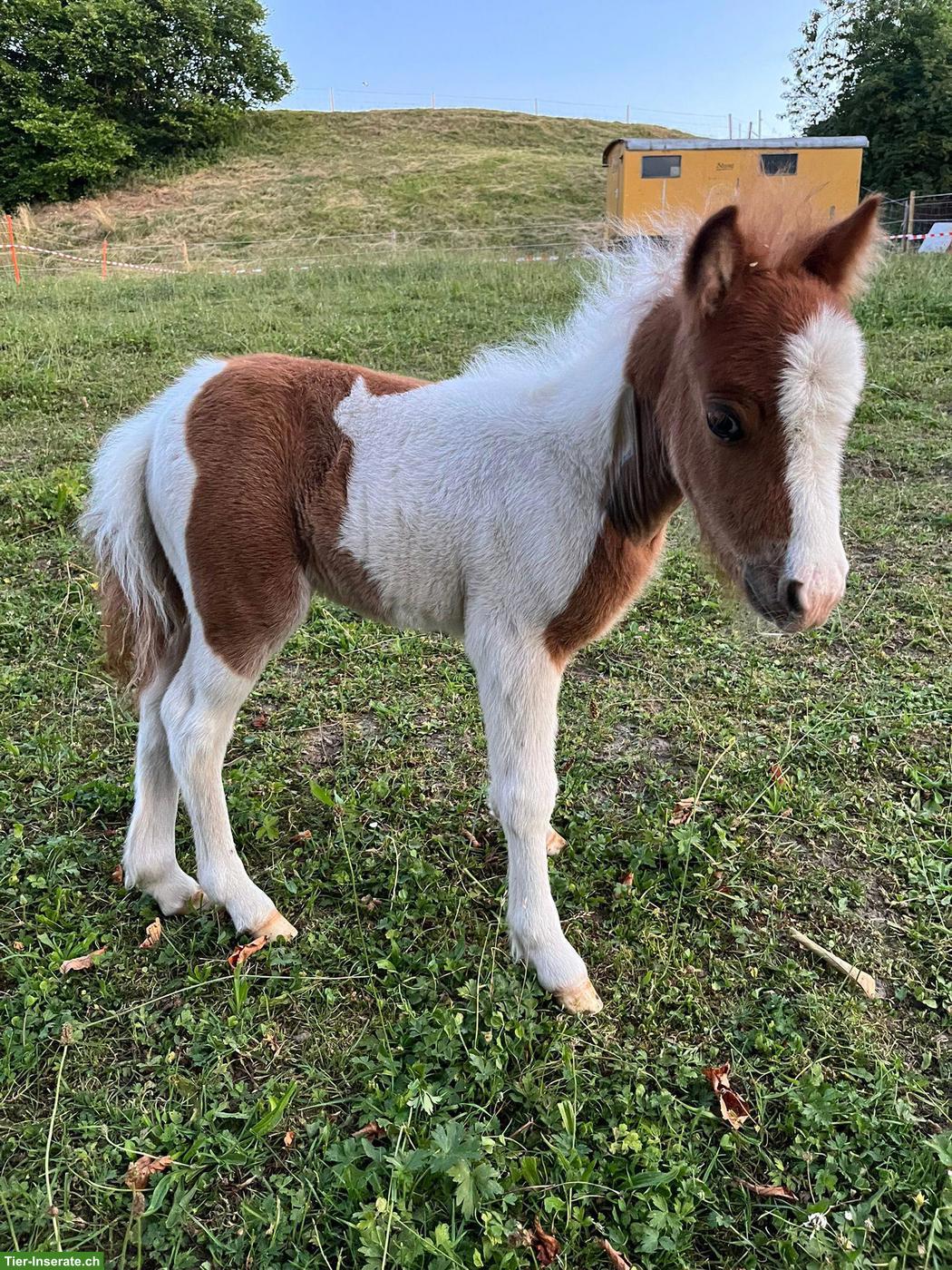 Bild 4: Mini Shetty ❤️ Kleiner Mann mit grossem Herz ❤️