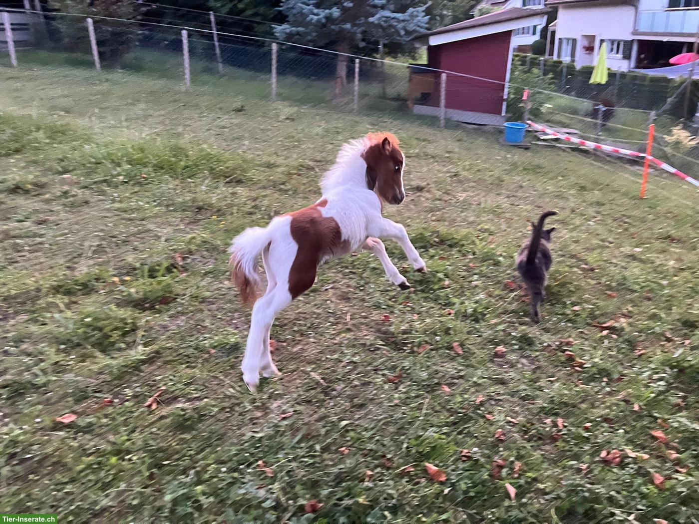 Bild 5: Mini Shetty ❤️ Kleiner Mann mit grossem Herz ❤️